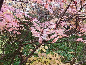 20131119-002.jpg 20131119-002.jpg